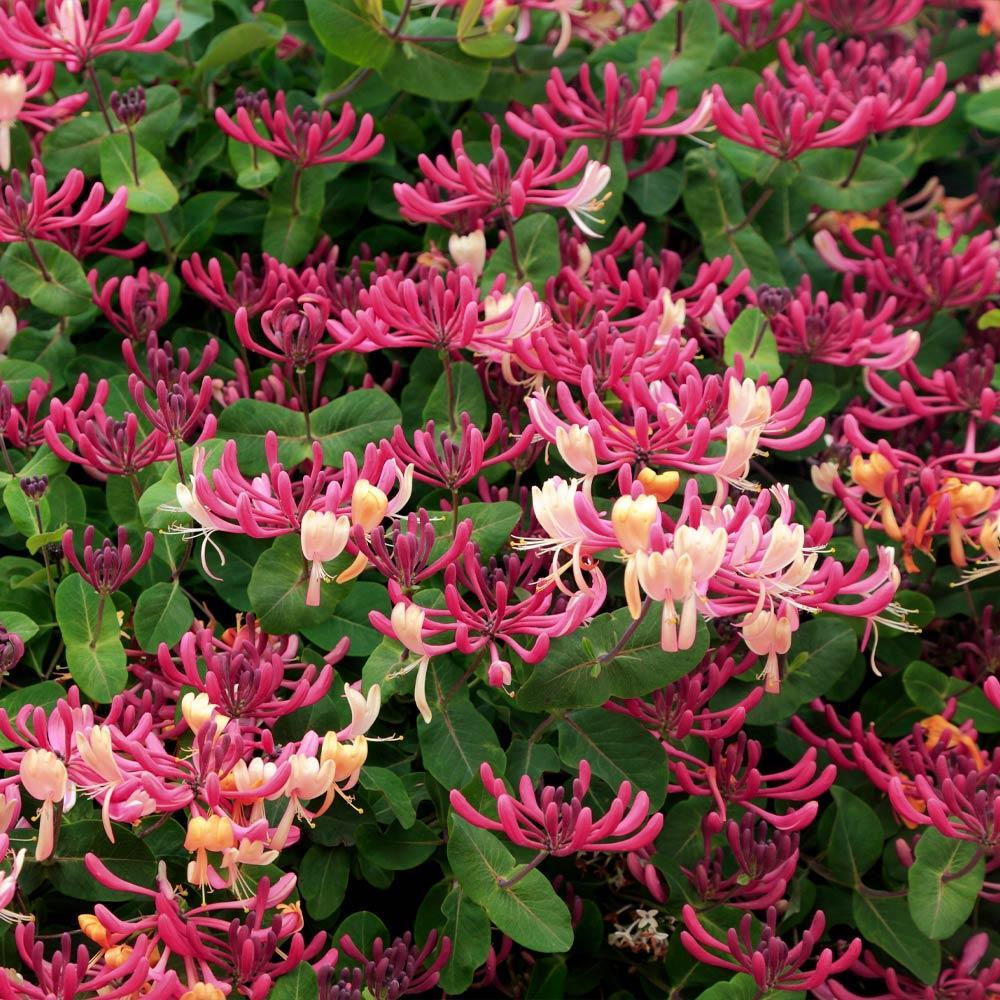 Lonicera Periclymenum 'peaches And Cream' - View 11 from www redcrocus com