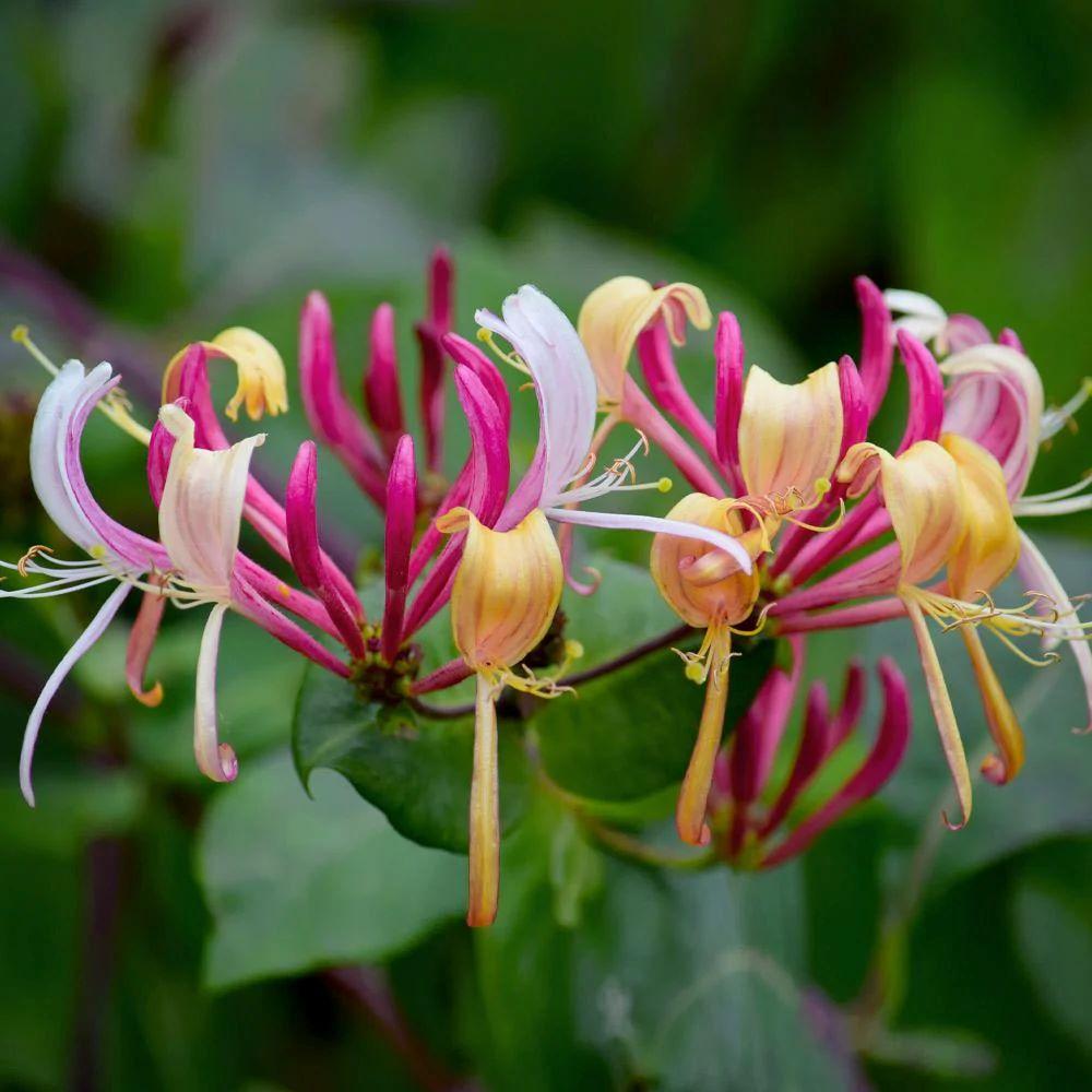 Lonicera Periclymenum 'peaches And Cream' - View 12 from www redcrocus com