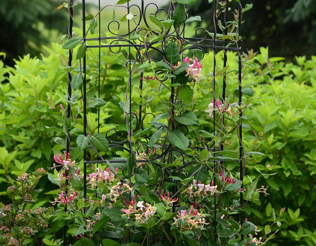 Lonicera Periclymenum 'peaches And Cream' - View 13 from www redcrocus com