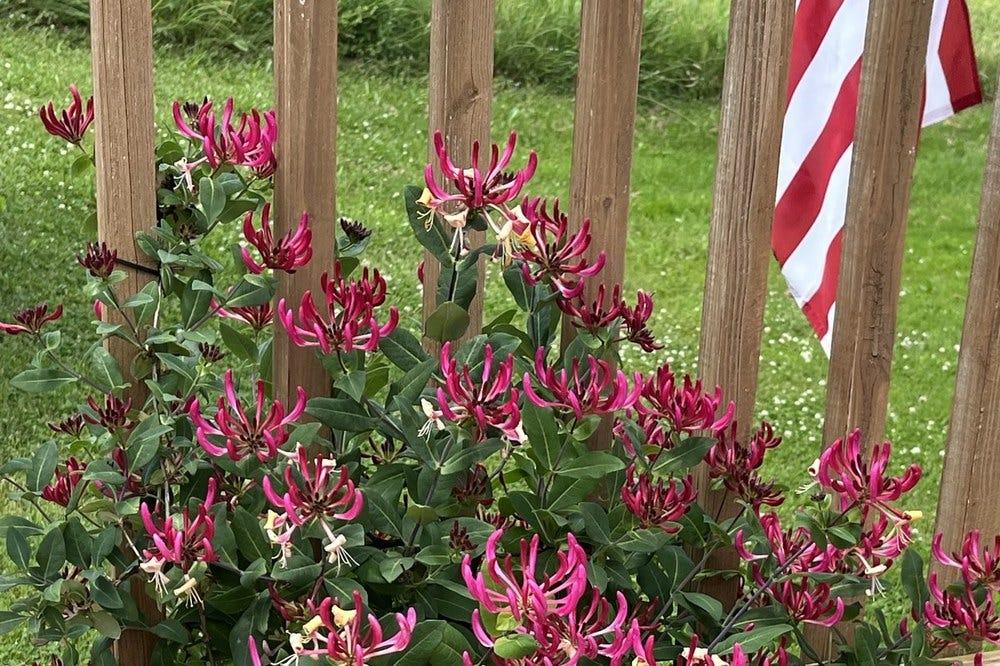 Lonicera Periclymenum 'peaches And Cream' - View 15 from www redcrocus com