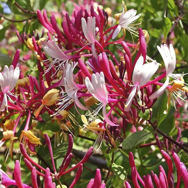Lonicera Periclymenum 'peaches And Cream' - View 17 from www redcrocus com