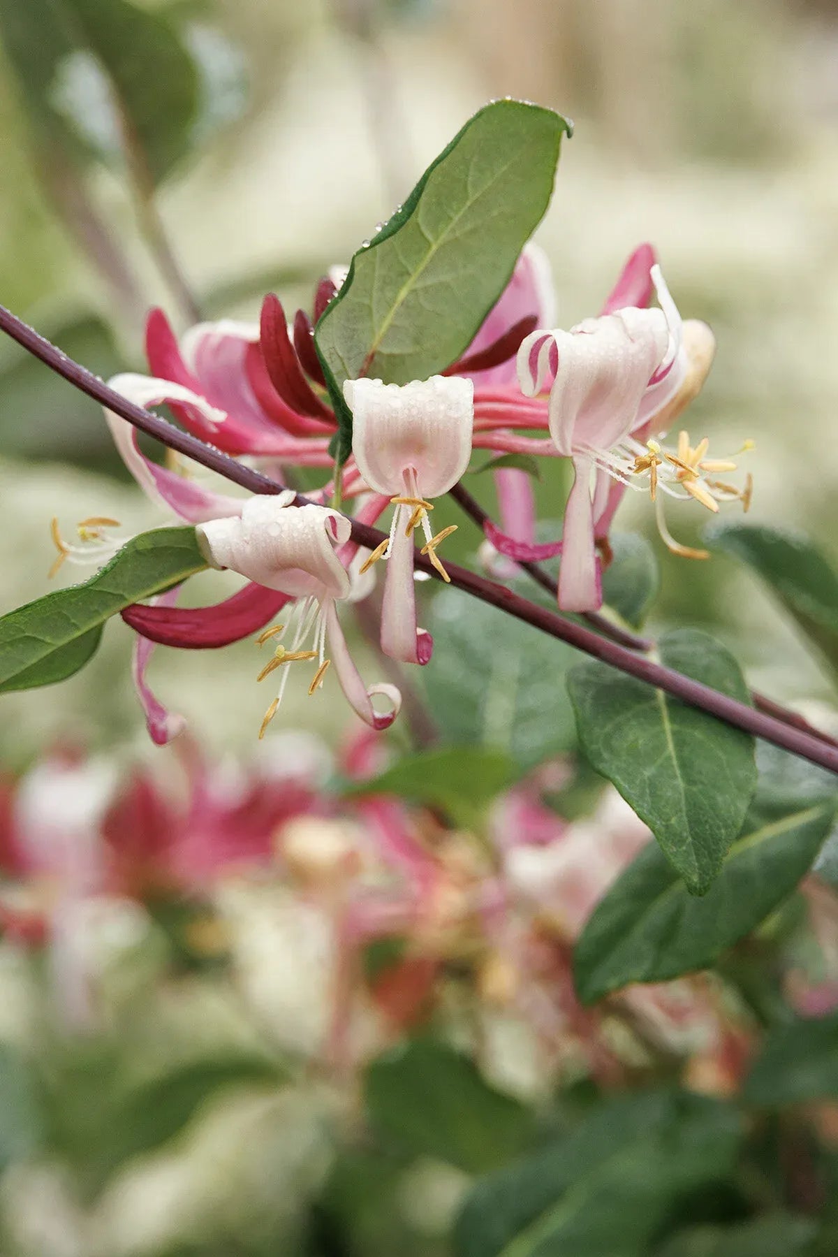 Lonicera Periclymenum 'peaches And Cream' - View 18 from www redcrocus com