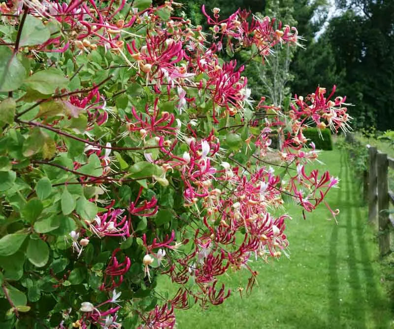 Lonicera Periclymenum 'peaches And Cream' - View 1 from www redcrocus com
