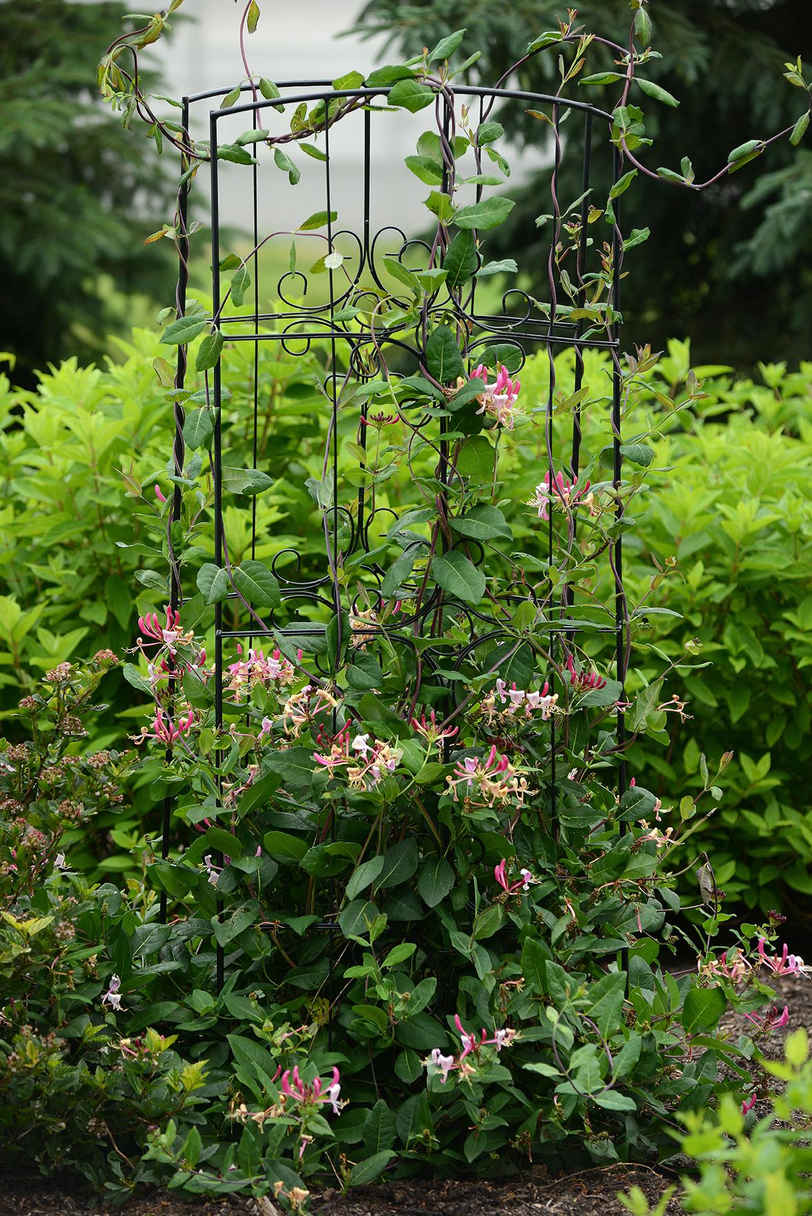 Lonicera Periclymenum 'peaches And Cream' - View 20 from www redcrocus com