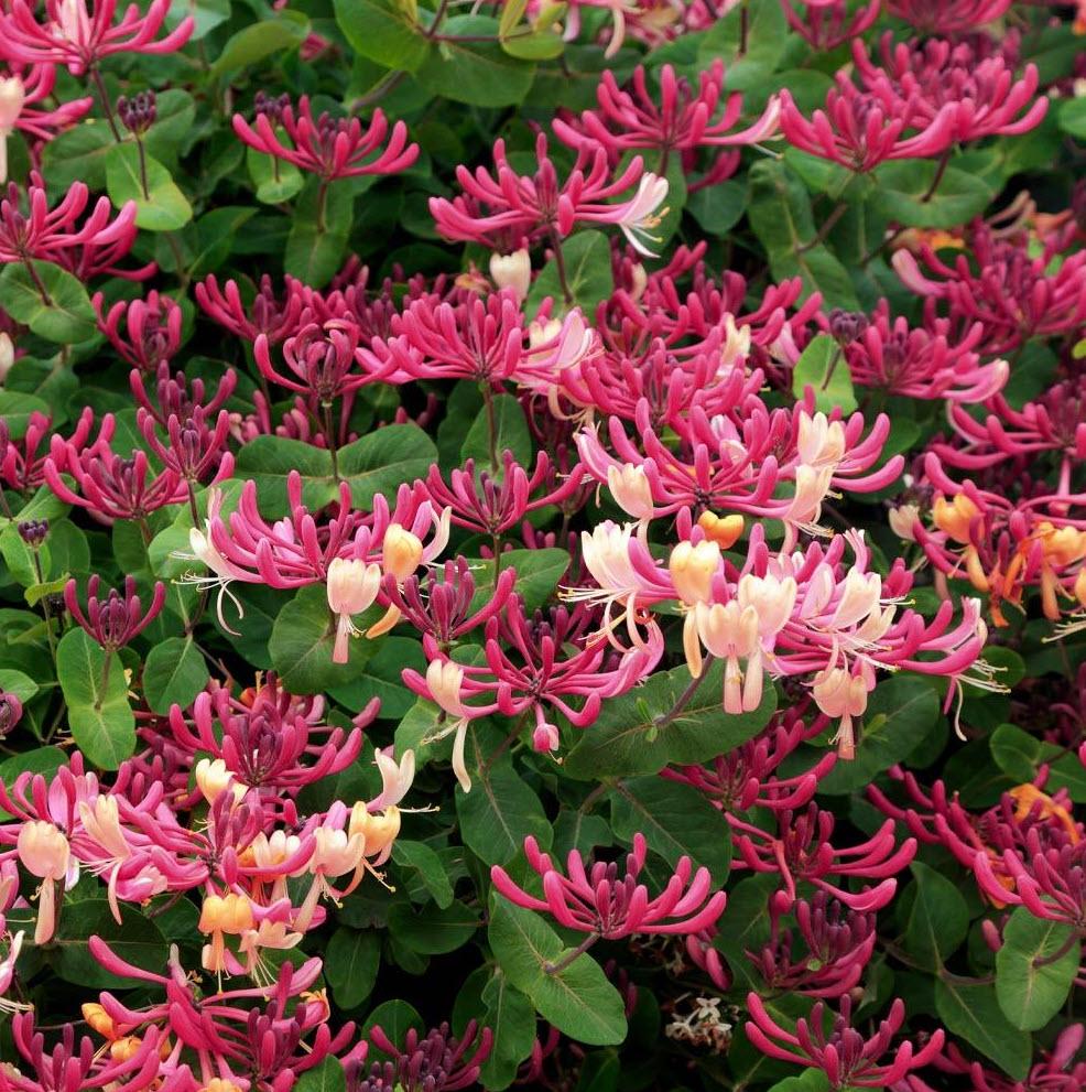 Lonicera Periclymenum 'peaches And Cream' - View 21 from www redcrocus com