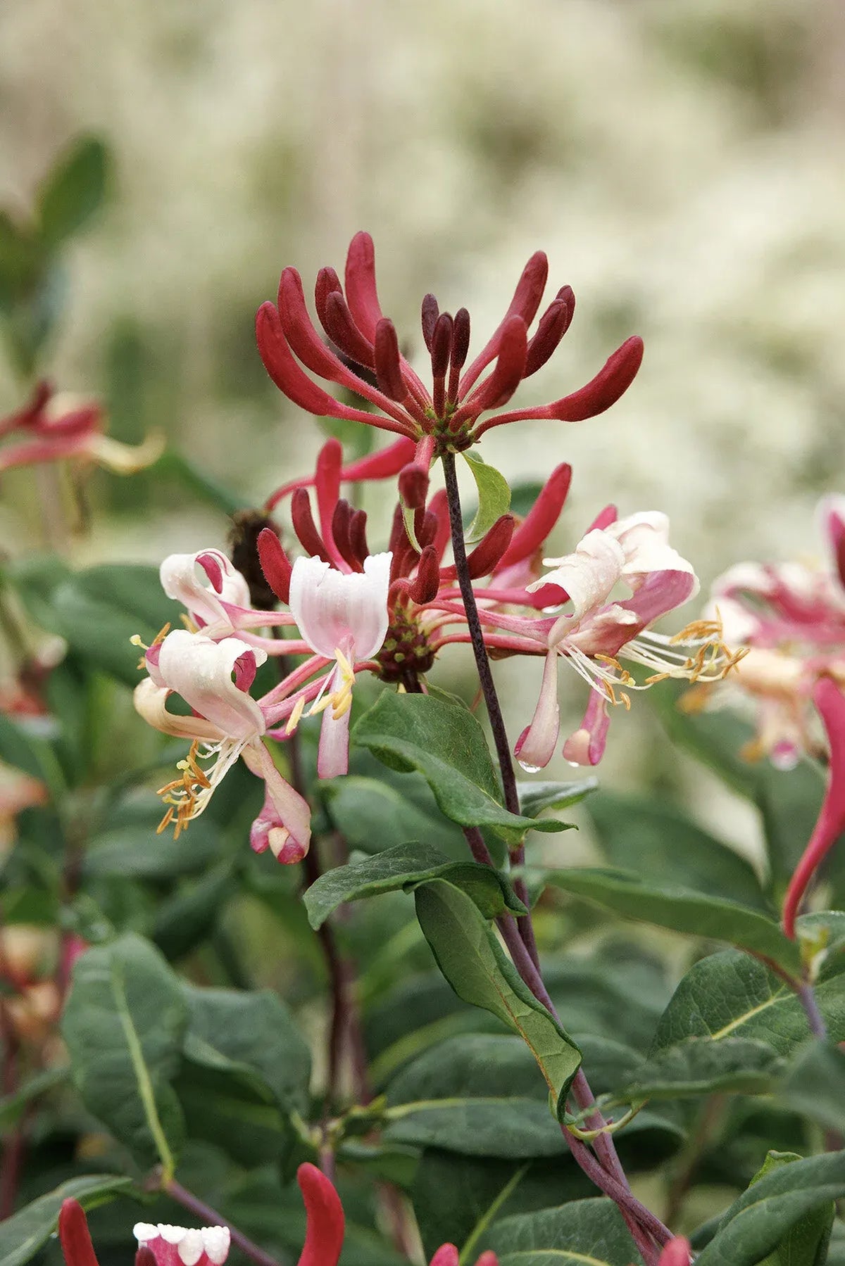 Lonicera Periclymenum 'peaches And Cream' - View 22 from www redcrocus com