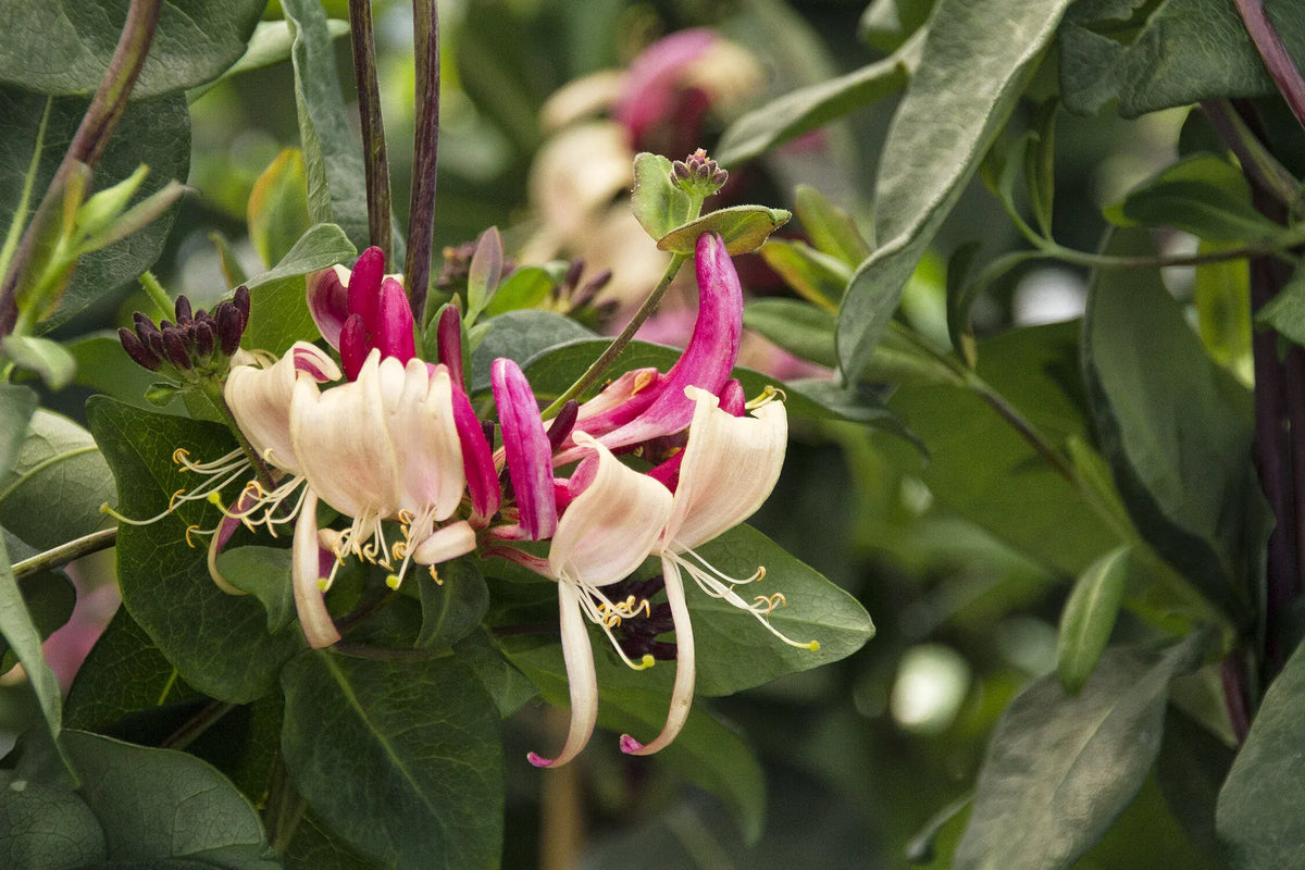 Lonicera Periclymenum 'peaches And Cream' - View 25 from www redcrocus com