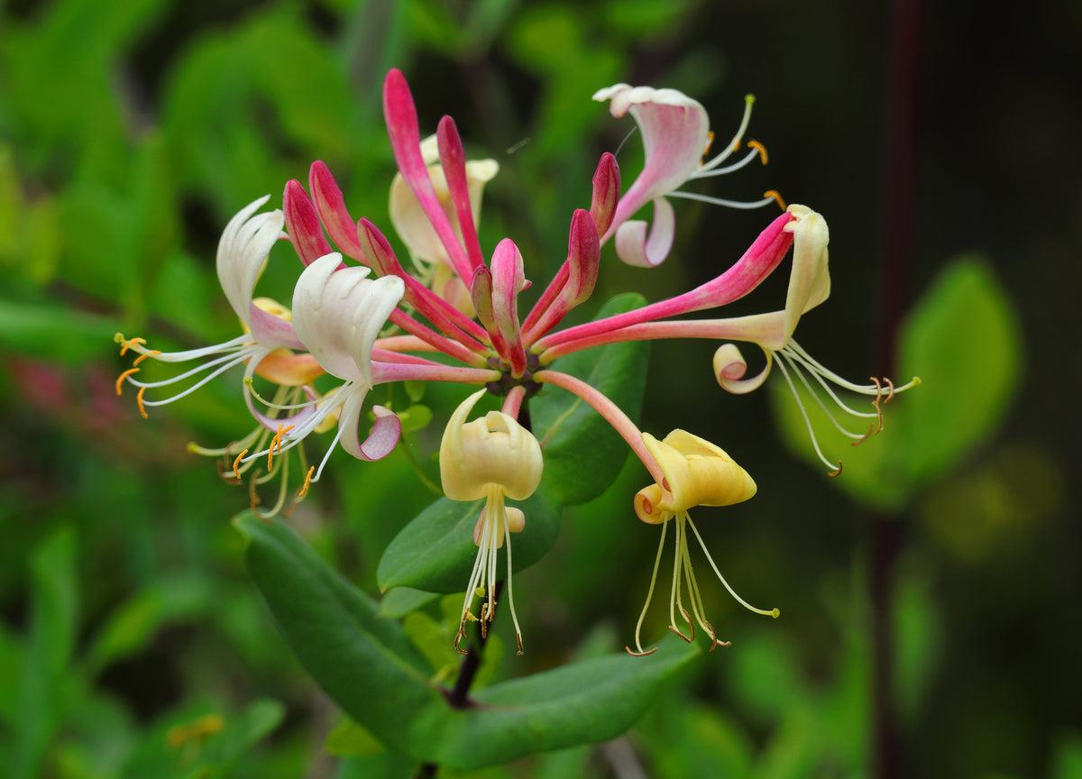 Lonicera Periclymenum 'peaches And Cream' - View 28 from www redcrocus com