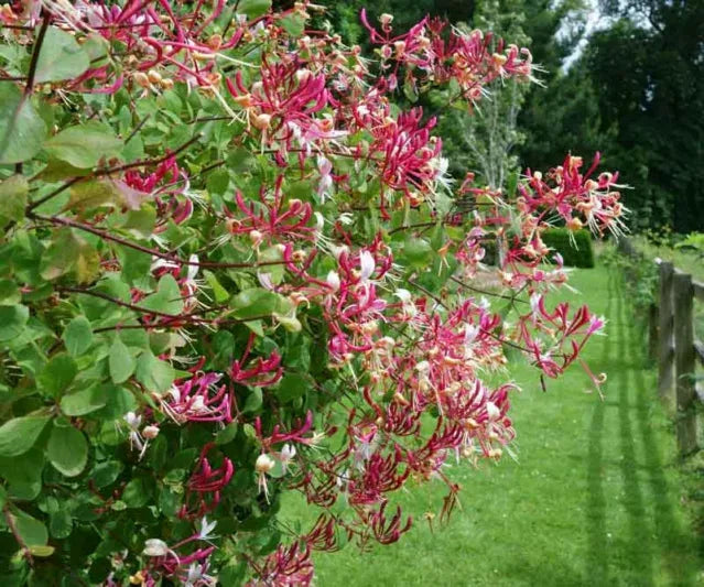 Lonicera Periclymenum 'peaches And Cream' - View 2 from www redcrocus com