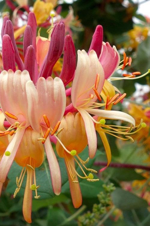 Lonicera Periclymenum 'peaches And Cream' - View 3 from www redcrocus com