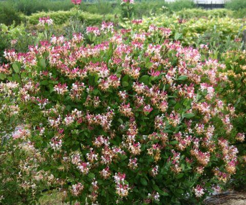 Lonicera Periclymenum 'peaches And Cream' - View 4 from www redcrocus com