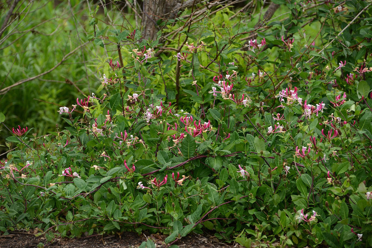 Lonicera Periclymenum 'peaches And Cream' - View 5 from www redcrocus com