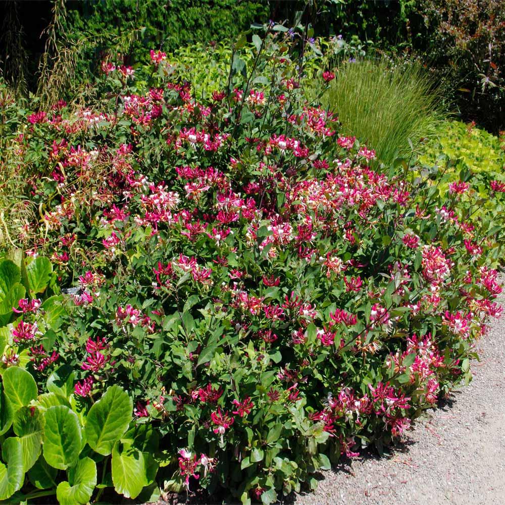 Lonicera Periclymenum 'peaches And Cream' - View 6 from www redcrocus com