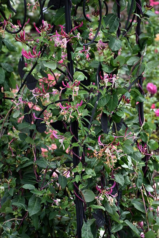 Lonicera Periclymenum 'peaches And Cream' - View 7 from www redcrocus com
