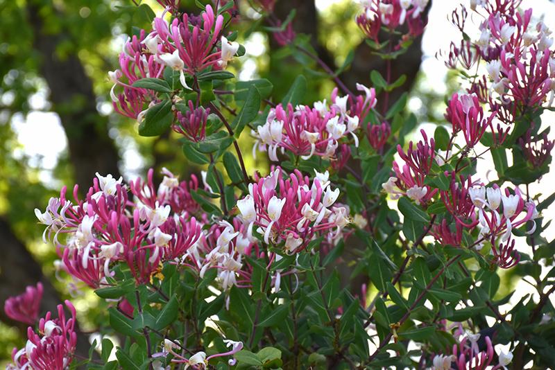 Lonicera Periclymenum 'peaches And Cream' - View 9 from www redcrocus com