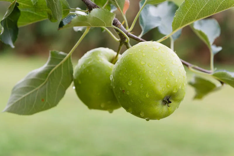 Malus Domestica Granny Smith Espalier - View 17 from www redcrocus com