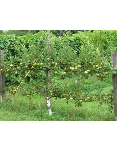 Malus Domestica Granny Smith Espalier - View 17 from www redcrocus com