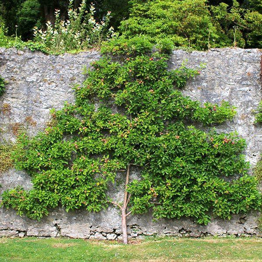 Malus Domestica Granny Smith Espalier - View 1 from www redcrocus com