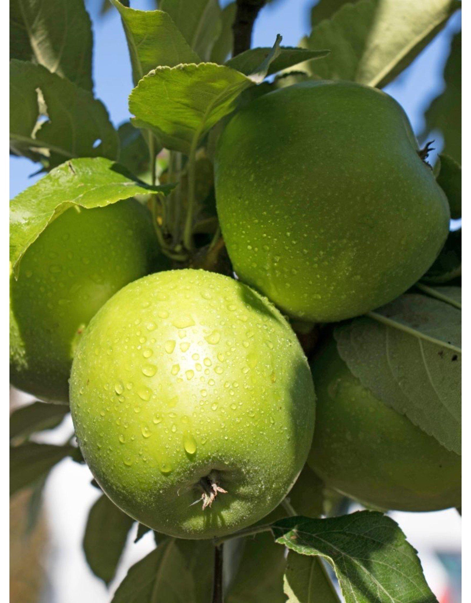 Malus Domestica Granny Smith Espalier - View 4 from www redcrocus com