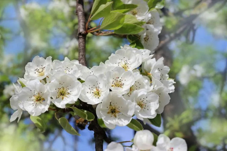 Pyrus Communis Anjou - View 11 from www redcrocus com