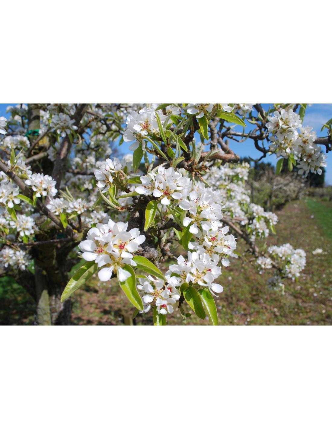 Pyrus Communis Anjou - View 9 from www redcrocus com