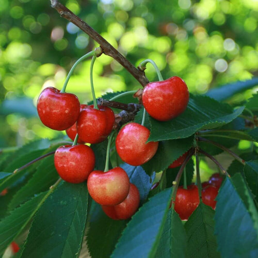 Prunus Avium Bing Sweet Cherry - View 10 from www redcrocus com