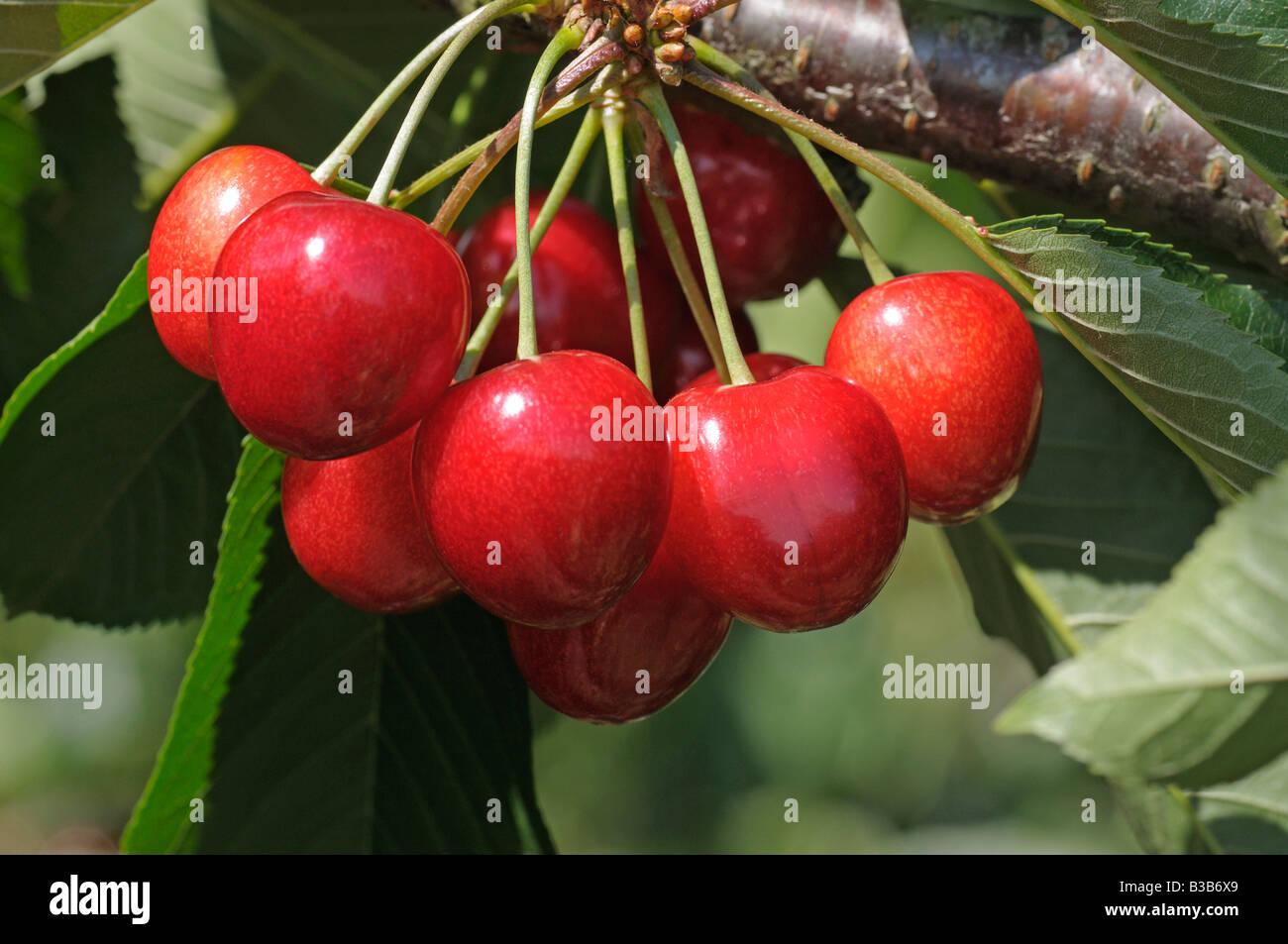 Prunus Avium Bing Sweet Cherry - View 12 from www redcrocus com