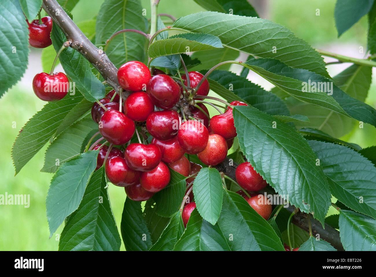 Prunus Avium Bing Sweet Cherry - View 13 from www redcrocus com