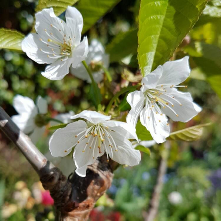 Prunus Avium Bing Sweet Cherry - View 14 from www redcrocus com