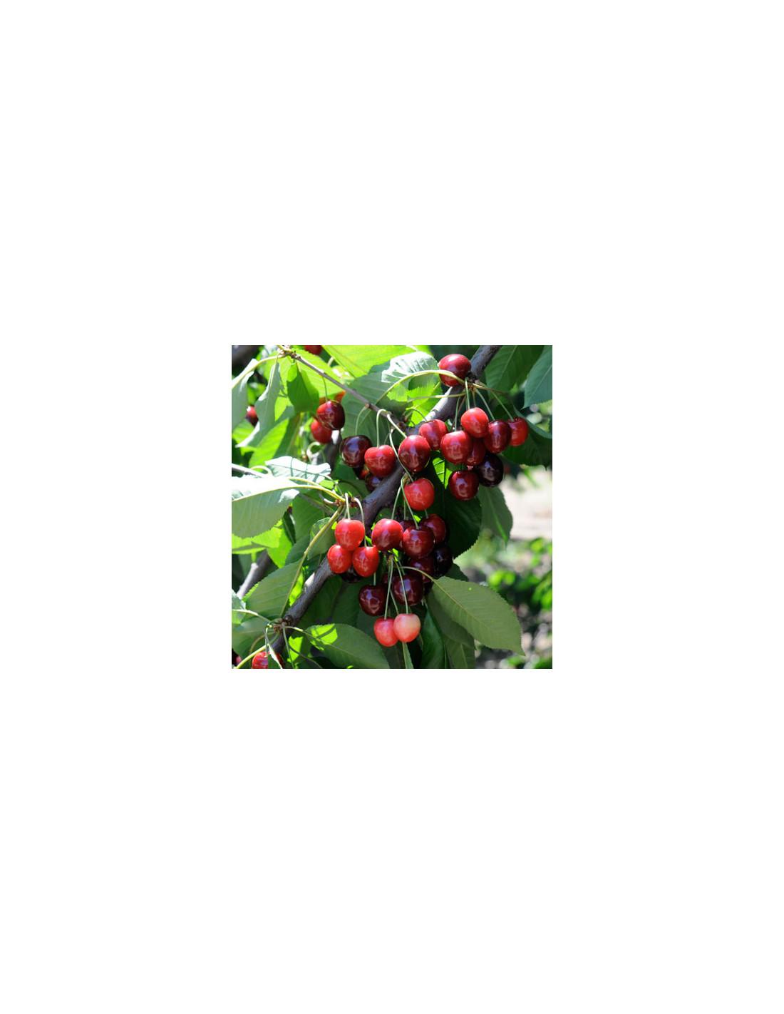 Prunus Avium Bing Sweet Cherry - View 15 from www redcrocus com
