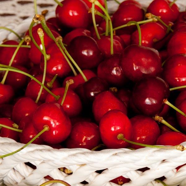 Prunus Avium Bing Sweet Cherry - View 16 from www redcrocus com