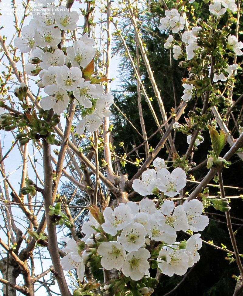 Prunus Avium Bing Sweet Cherry - View 17 from www redcrocus com