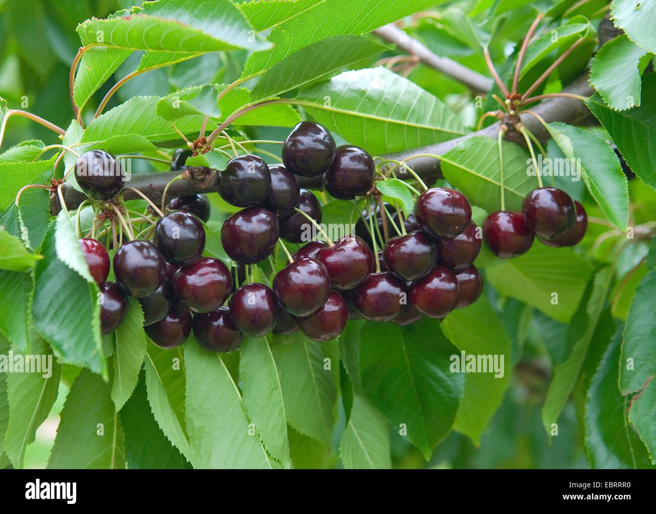 Prunus Avium Bing Sweet Cherry - View 1 from www redcrocus com
