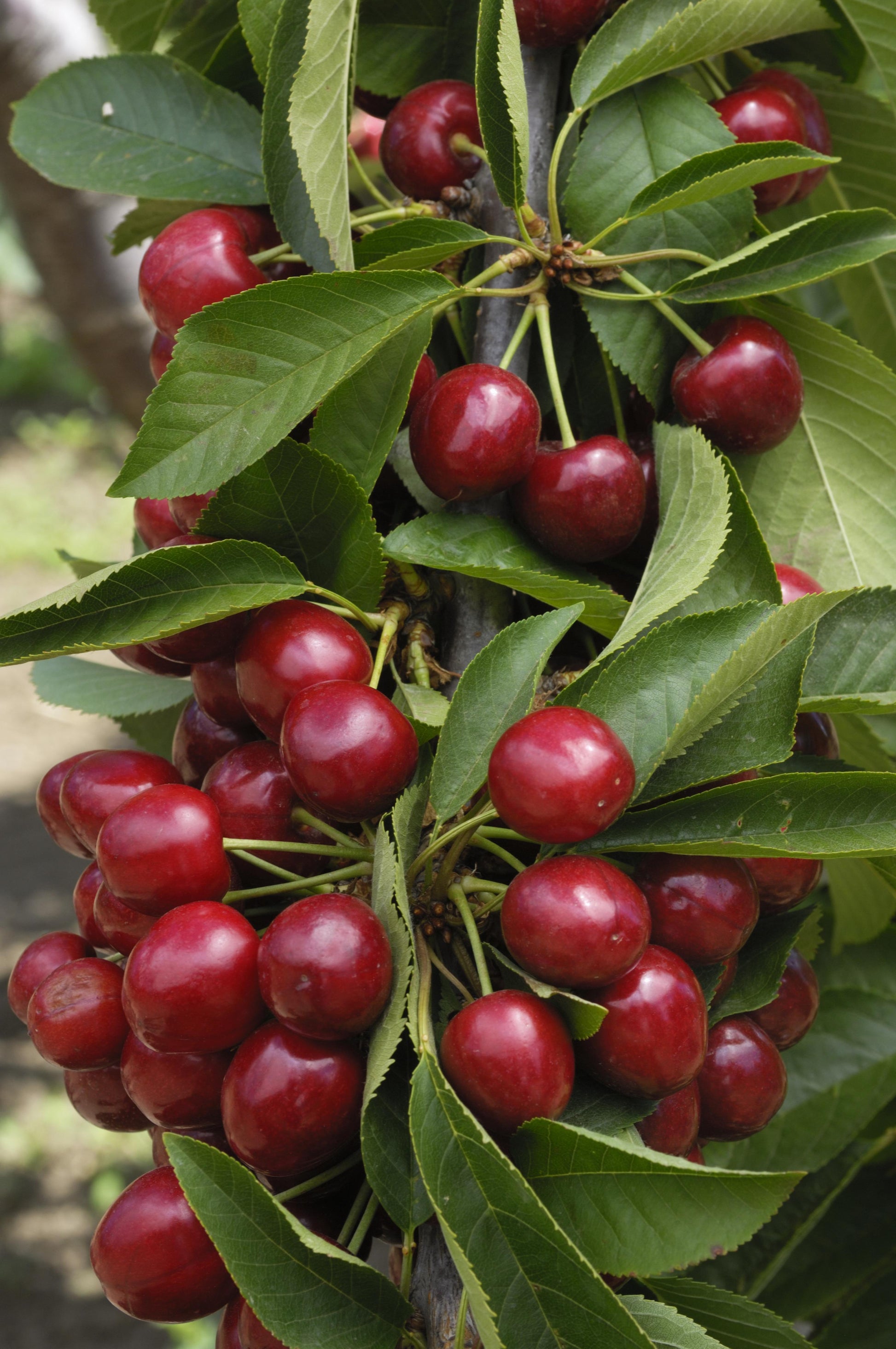 Prunus Avium Bing Sweet Cherry - View 2 from www redcrocus com