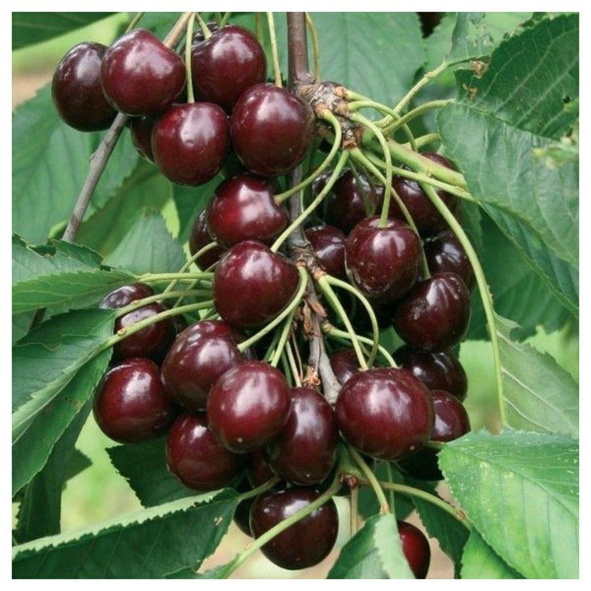 Prunus Avium Bing Sweet Cherry - View 4 from www redcrocus com