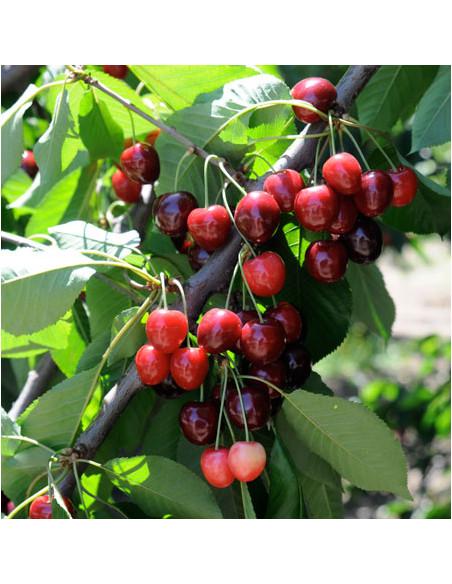 Prunus Avium Bing Sweet Cherry - View 5 from www redcrocus com
