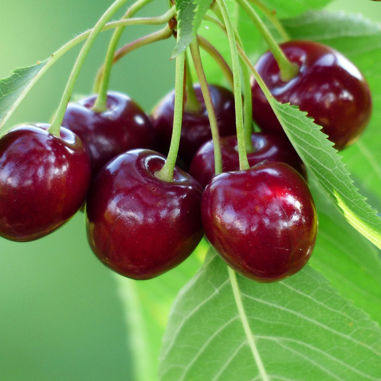 Prunus Avium Bing Sweet Cherry - View 6 from www redcrocus com