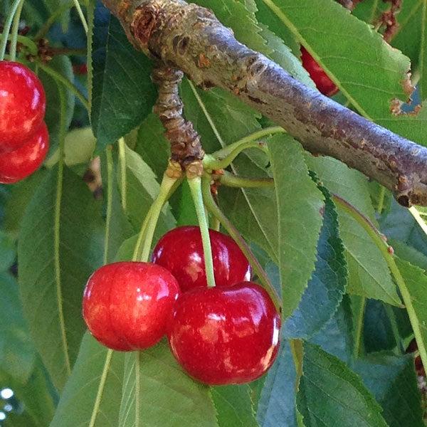 Prunus Avium Bing Sweet Cherry - View 7 from www redcrocus com