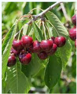 Prunus Avium Bing Sweet Cherry - View 8 from www redcrocus com