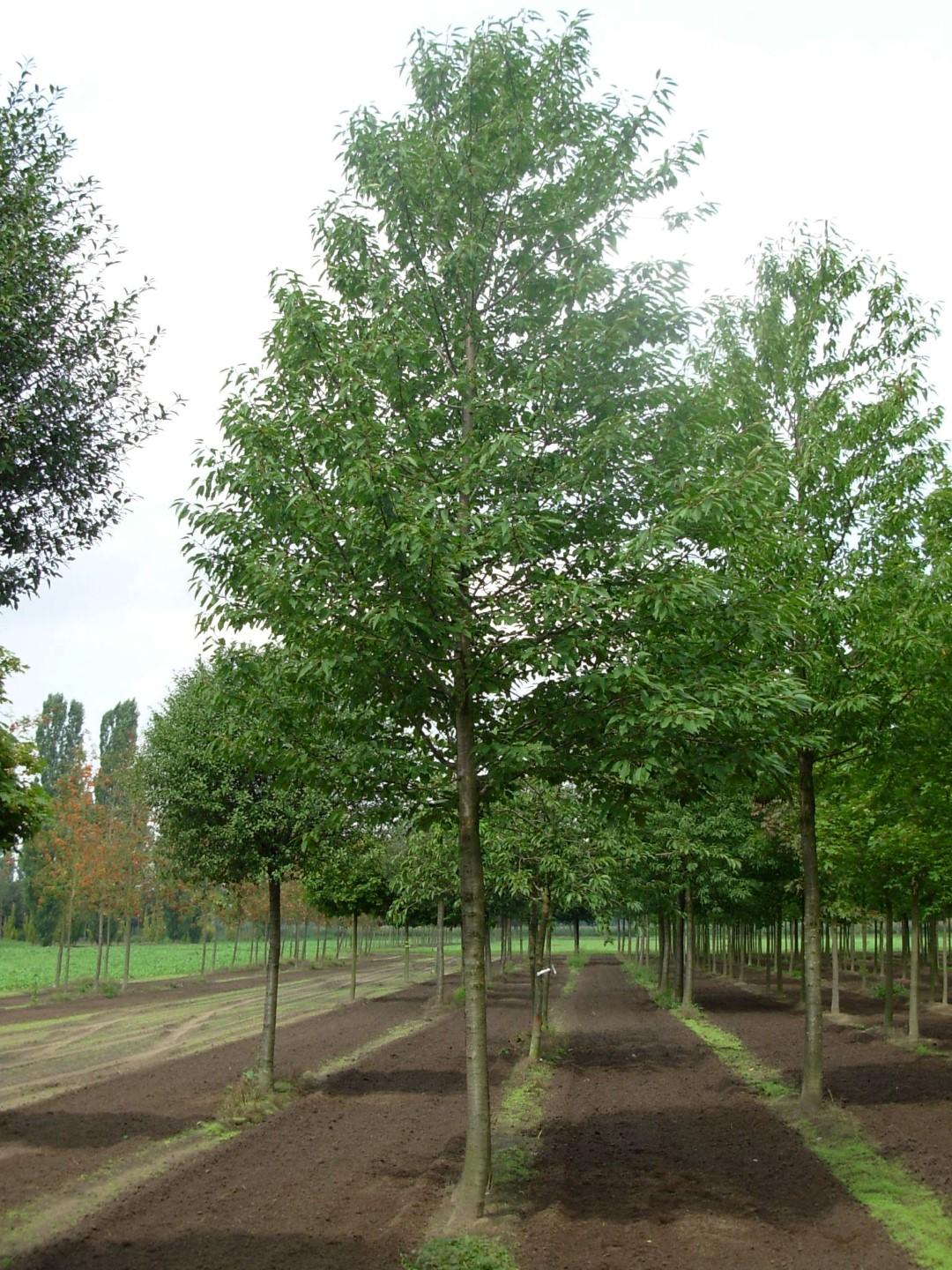 Prunus Avium Combo 4 In 1 - View 10 from www redcrocus com