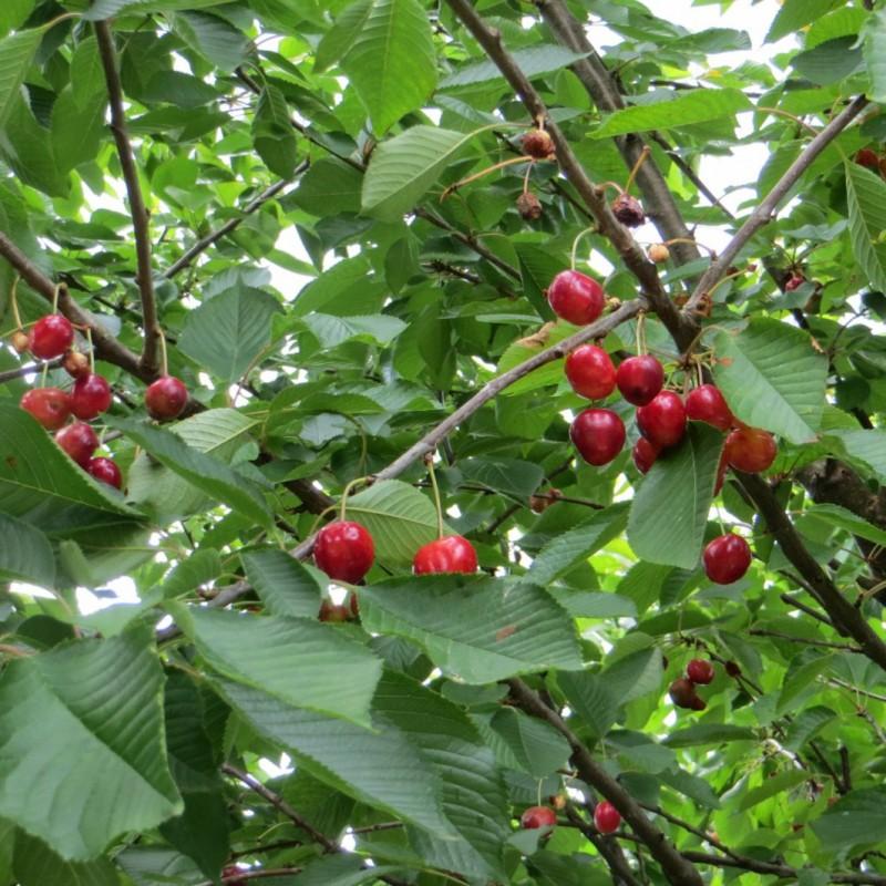 Prunus Avium Combo 4 In 1 - View 13 from www redcrocus com