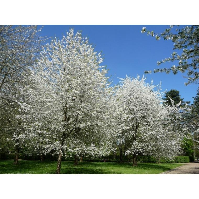 Prunus Avium Combo 4 In 1 - View 14 from www redcrocus com