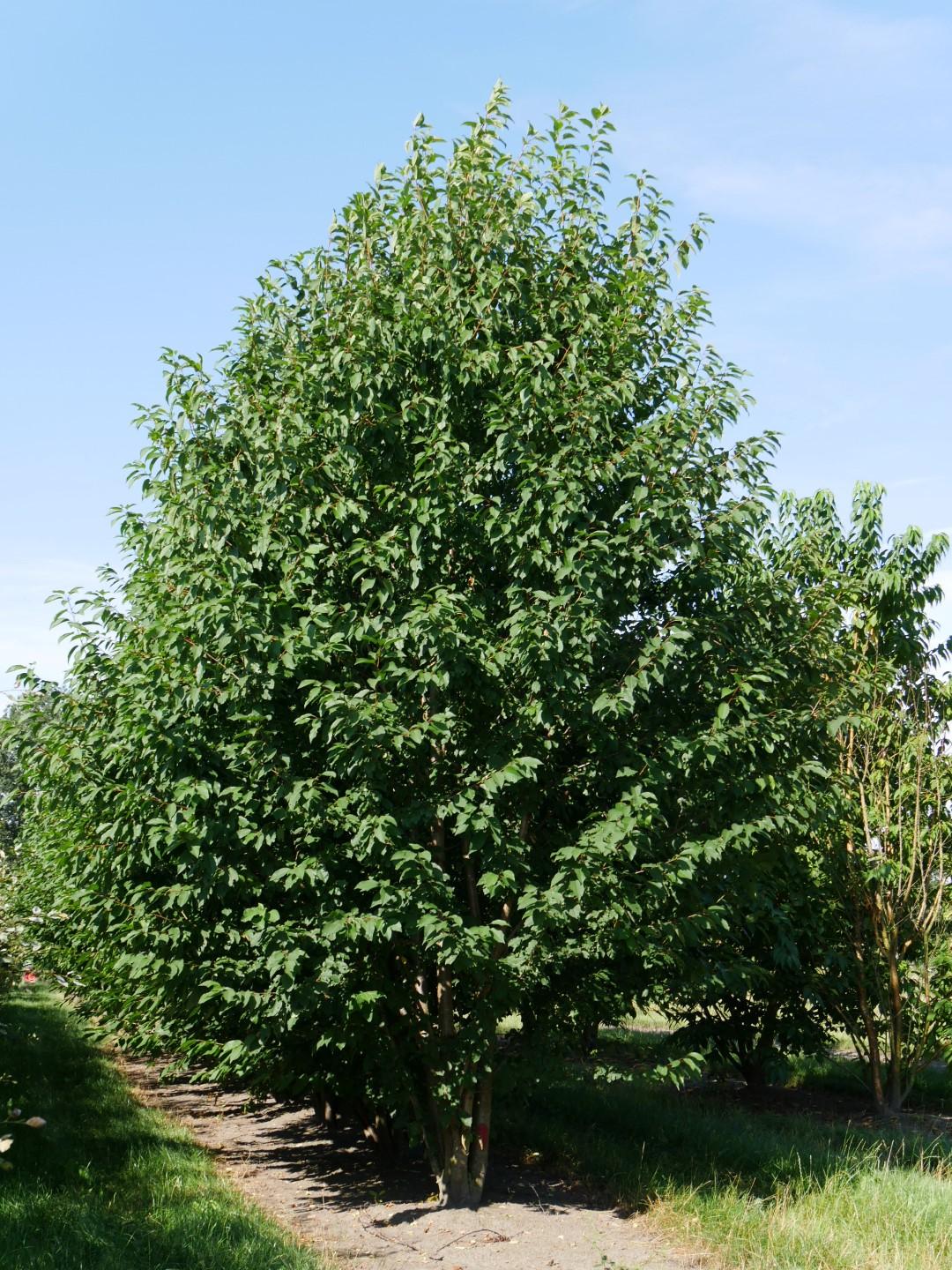 Prunus Avium Combo 4 In 1 - View 16 from www redcrocus com