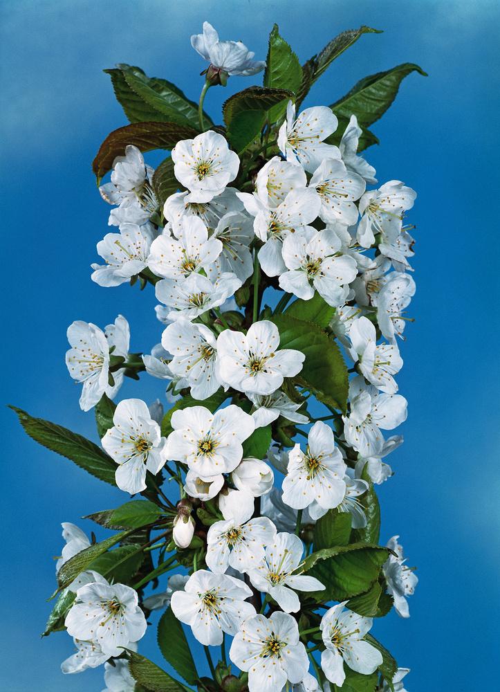 Prunus Avium Combo 4 In 1 - View 18 from www redcrocus com