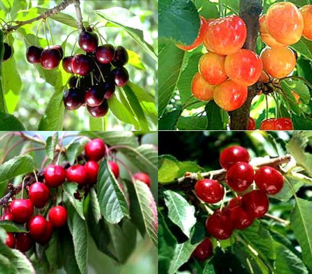 Prunus Avium Combo 4 In 1 - View 1 from www redcrocus com