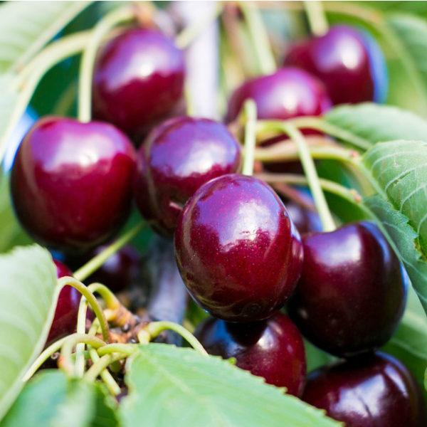 Prunus Avium Combo 4 In 1 - View 2 from www redcrocus com