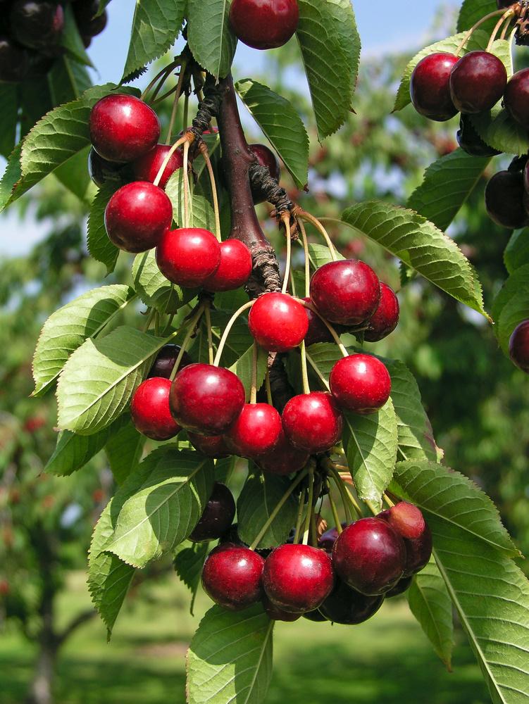 Prunus Avium Combo 4 In 1 - View 7 from www redcrocus com