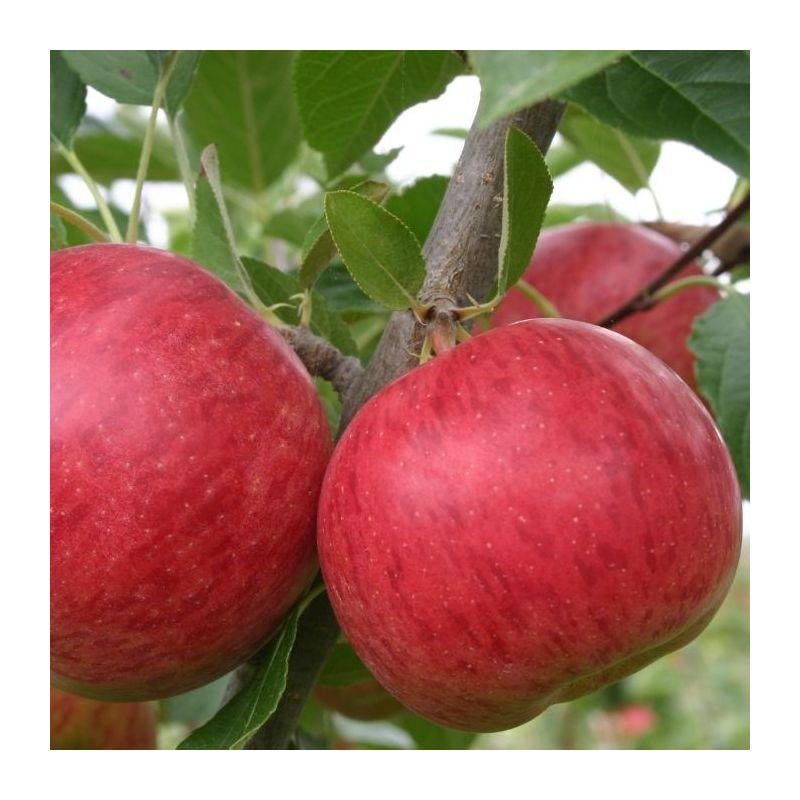 Malus Domestica Combo 4 In 1 - View 13 from www redcrocus com