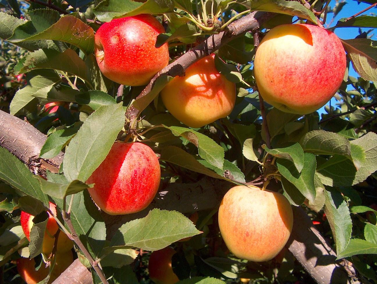 Malus Domestica Combo 4 In 1 - View 14 from www redcrocus com
