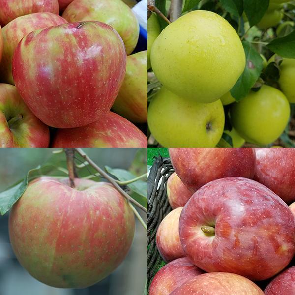 Malus Domestica Combo 4 In 1 - View 3 from www redcrocus com